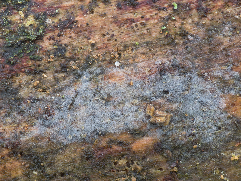 Hyphoderma definitum